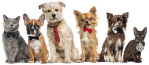 Hunde und Katzen Gruppe